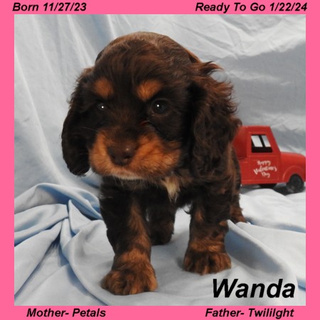 puppy, for, sale, Cocker Spaniel, Joe & Cherri  Overlease, dog, breeder, Miller, MO, dog-breeder, puppy-for-sale, forsale, nearby, find, puppyfind, locator, puppylocator, aca